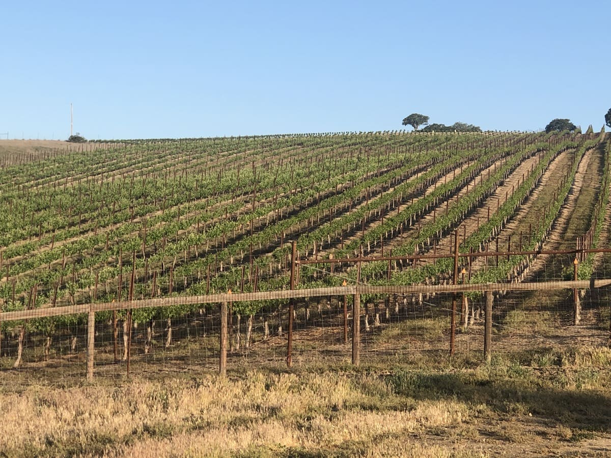 Expansive vineyard with rows of grapevines on a gentle hillside under a clear blue sky.
