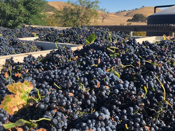 Close-up of freshly harvested dark purple grapes piled in bins outdoors with hills and trees in the background.