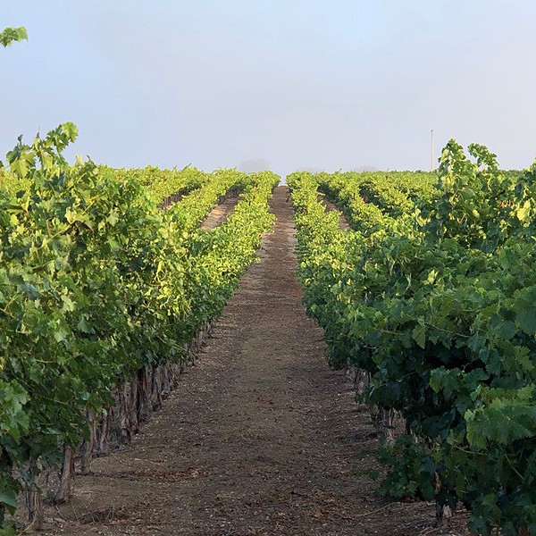 Rows of green grapevines in a vineyard under a clear sky.