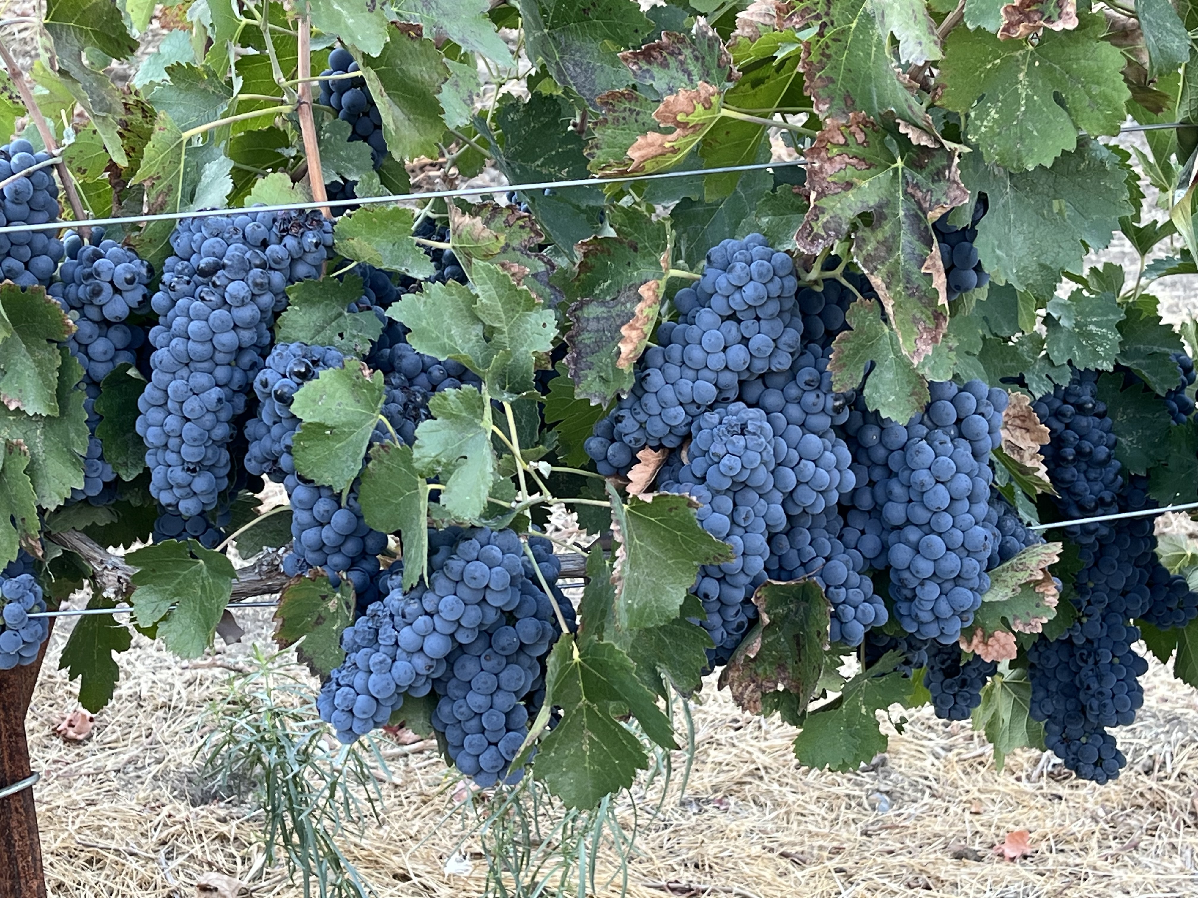 Clusters of ripe dark purple Petite Sirah hanging on the vine.
