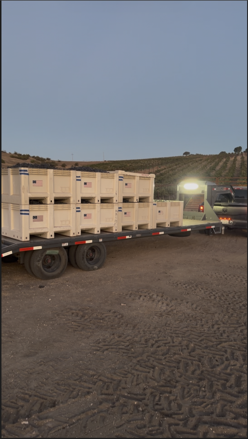 Full harvest bins loaded on trailer for trip to winery