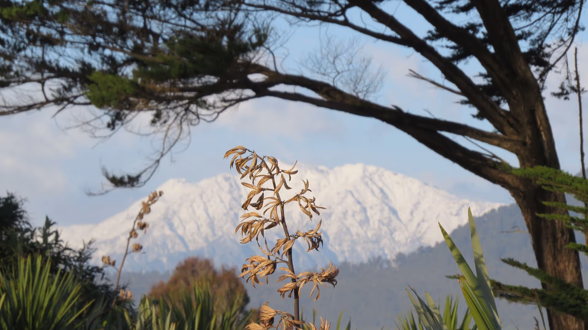 A close-up of dried plant stalks framed by trees, with snow-capped mountains looming in the background under a clear sky.