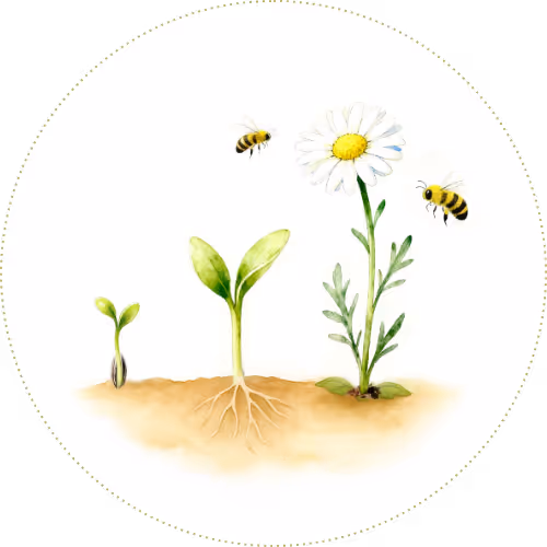 Illustration showing stages of plant growth from seedling to flowering daisy with two bees flying nearby.