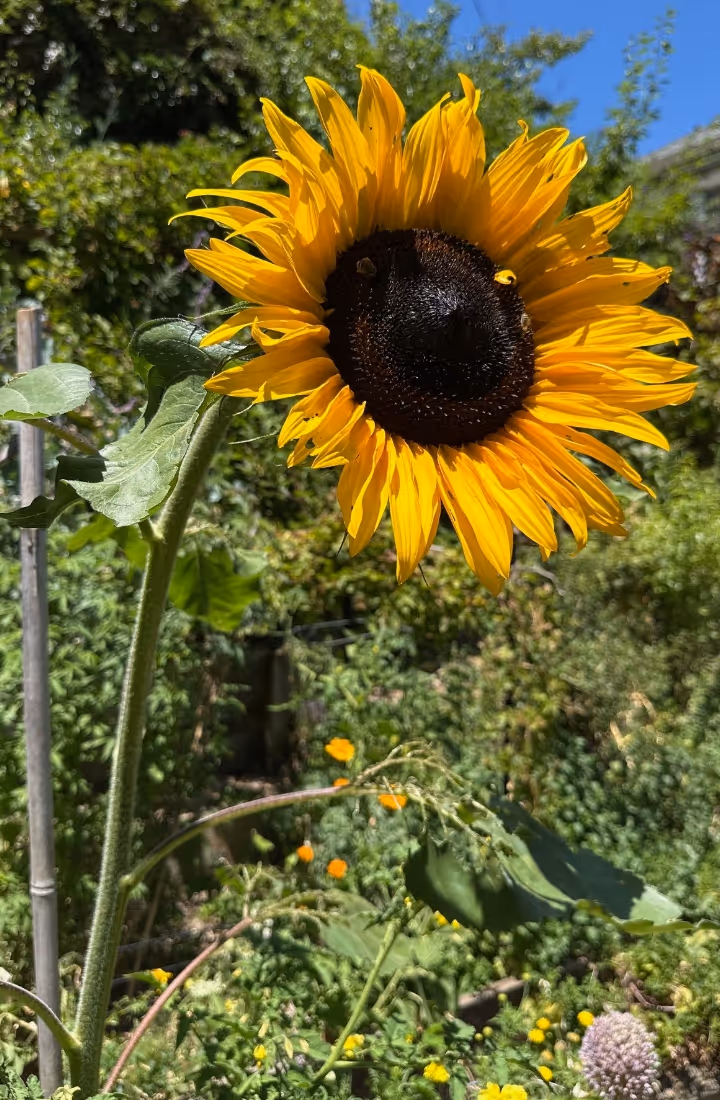 Illustration of a golden sun with a serene face surrounded by stars, symbolizing seasonal rhythm and storytelling.