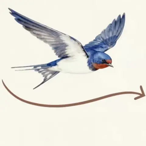 hand-drawn image of the bird and an arrow