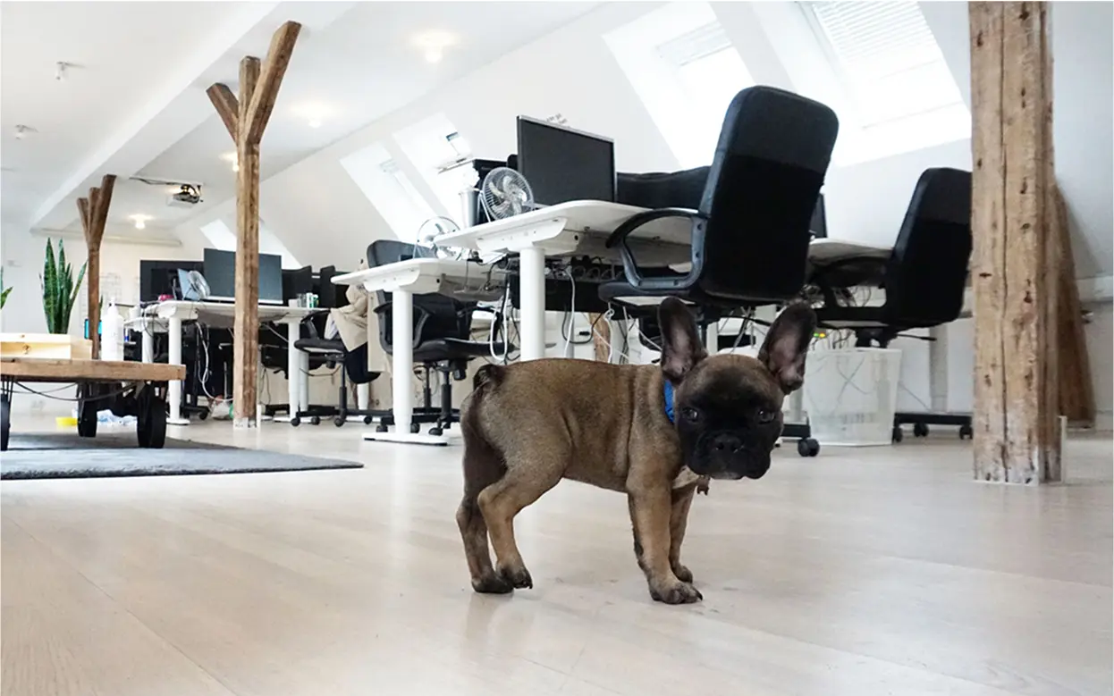 A small brown dog standing on top of a hard wood floor.