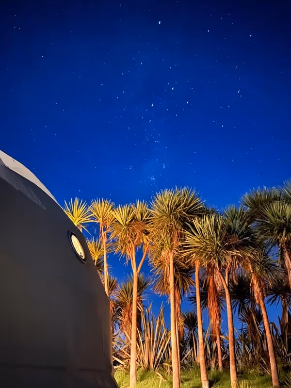 The image shows a clear night sky filled with stars above a row of tall, silhouetted palm trees. A dome structure is partially visible on the left.