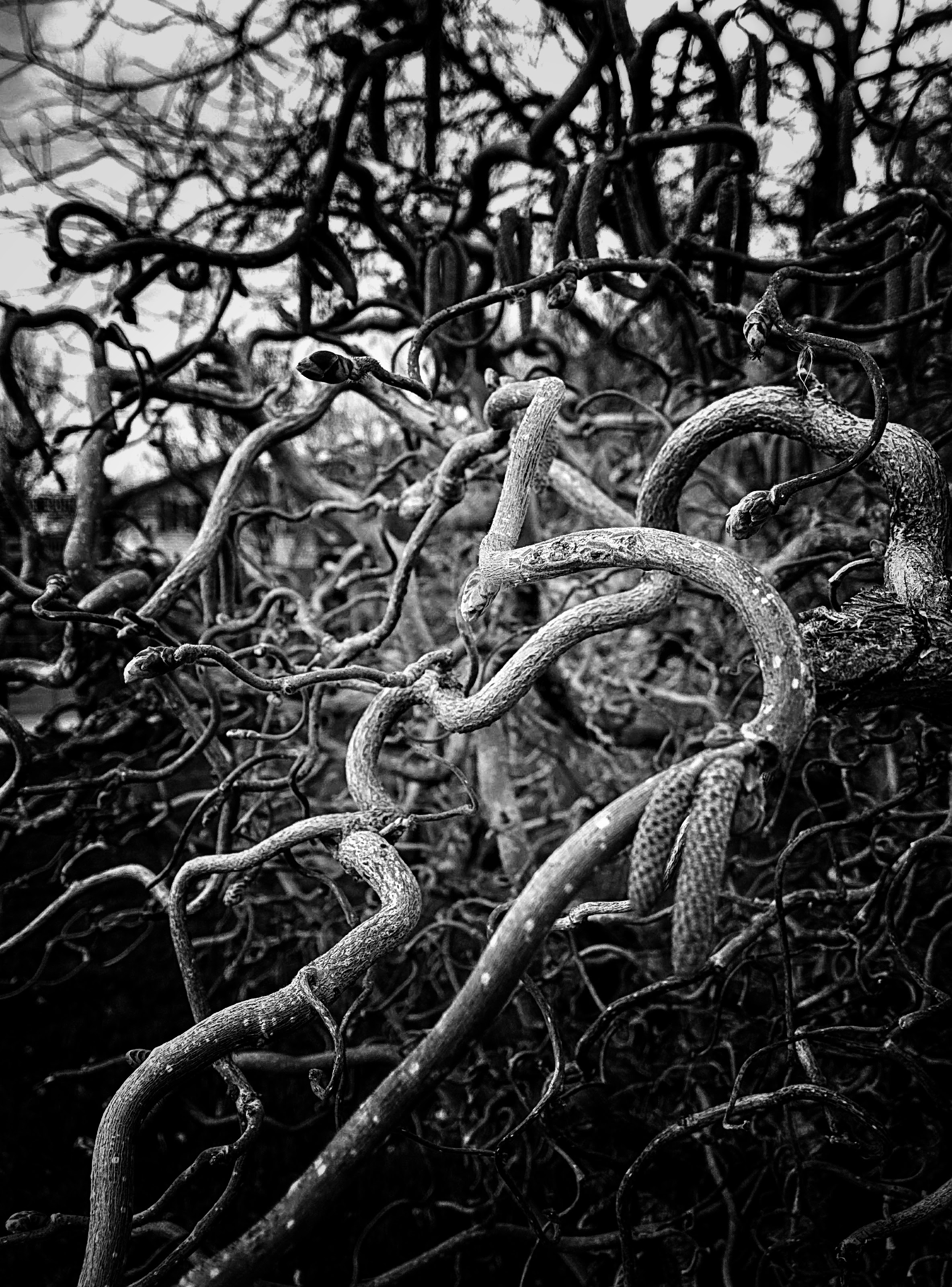 An image with filename: gnarled.JPEG