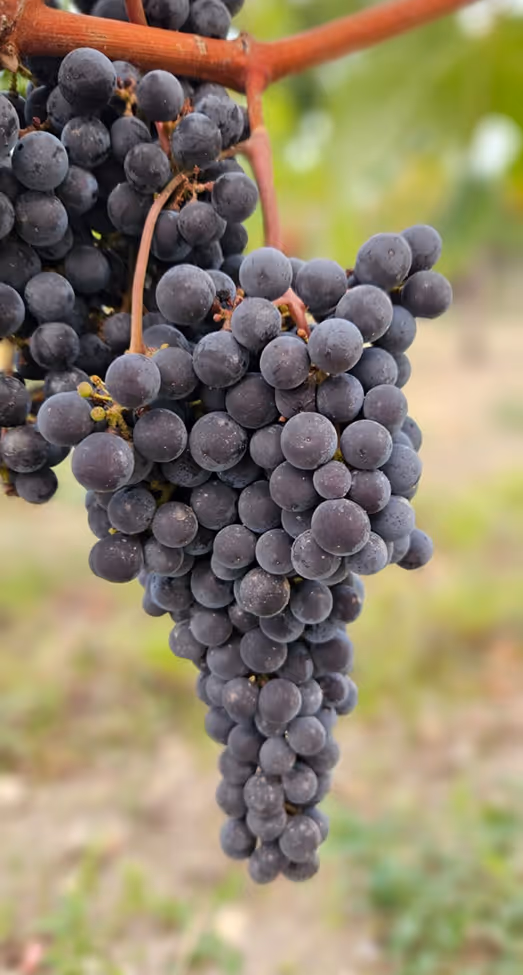 Grappe de raisin mûre sur la vigne, symbole des cépages d’exception et du savoir-faire Mähler-Besse.