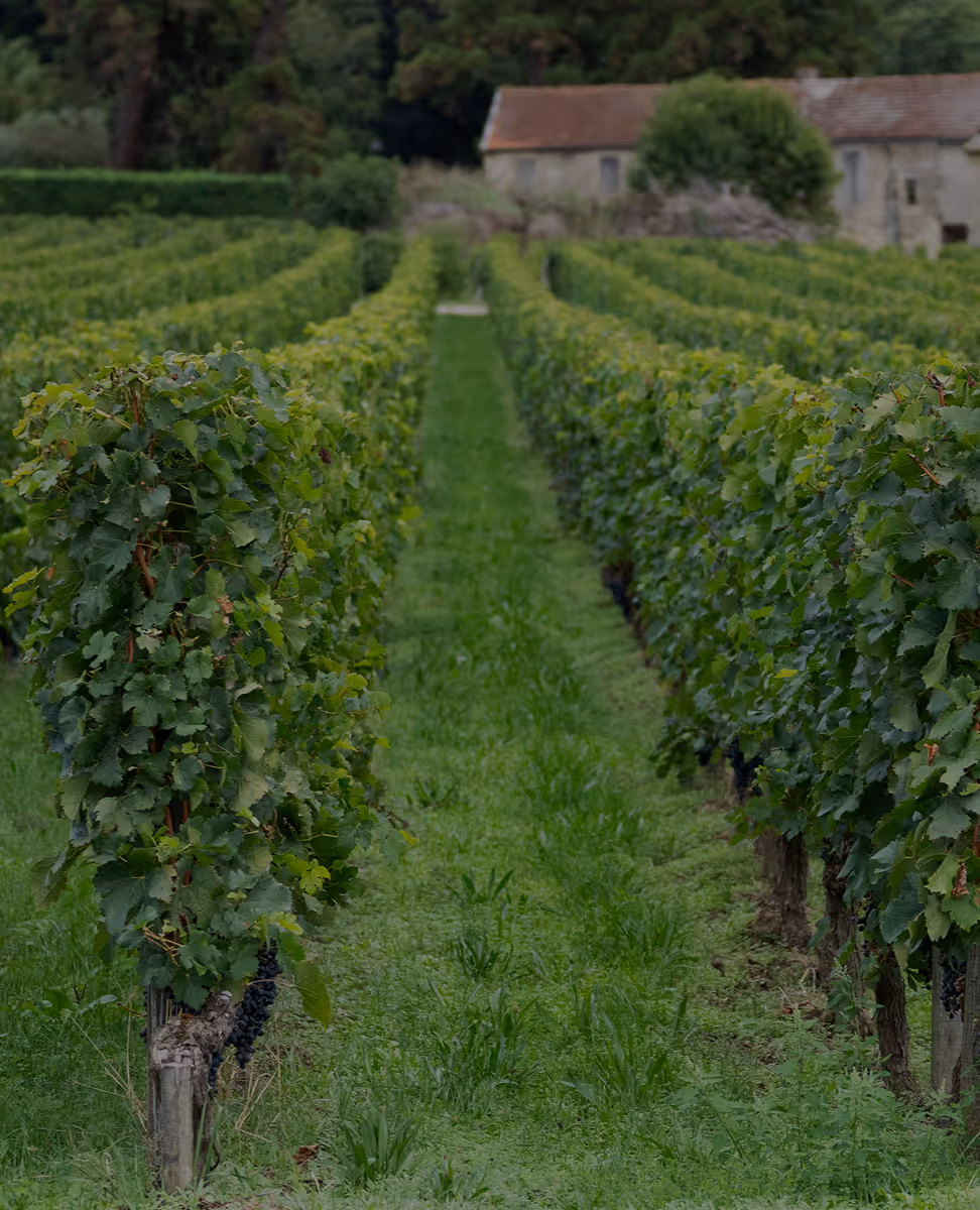 Paysage de vignes représentant l’engagement durable et la responsabilité environnementale de Mähler-Besse.