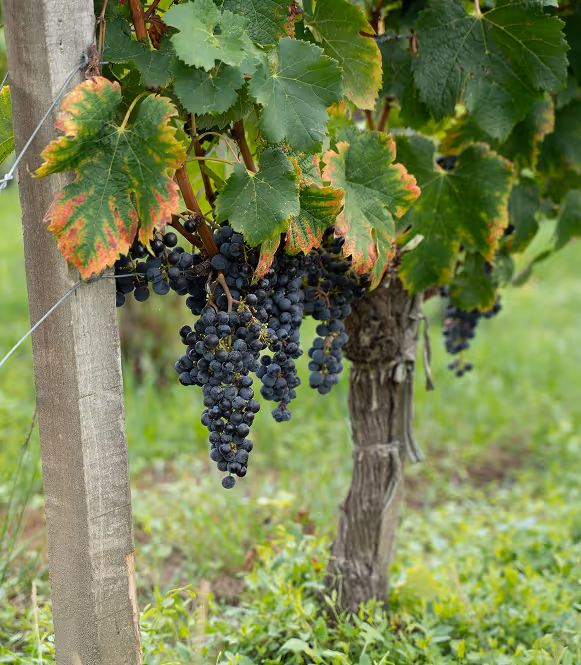 Pied de vigne sur un terroir d’exception, symbole de la qualité et de l’exigence des vins Mähler-Besse.