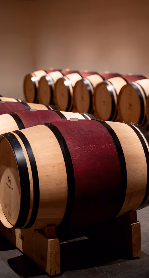 Barriques de vin en chêne dans les chais Mähler-Besse, symbolisant l’élevage et la maturation des grands crus bordelais.