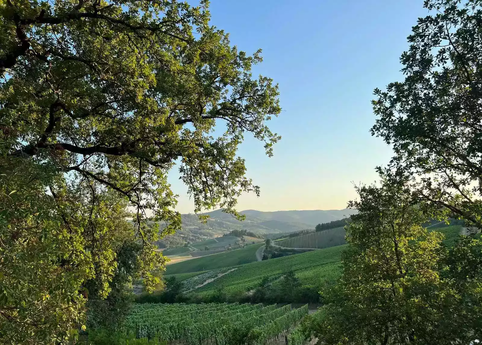 photographie de la campagne, les champs, les arbres et les vignes