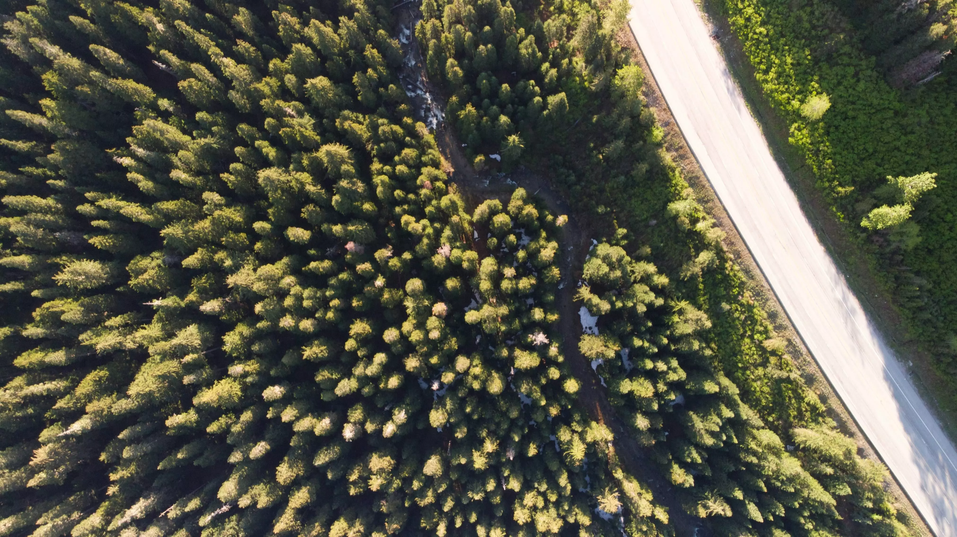 vue aerienne d'une foret et d'une route
