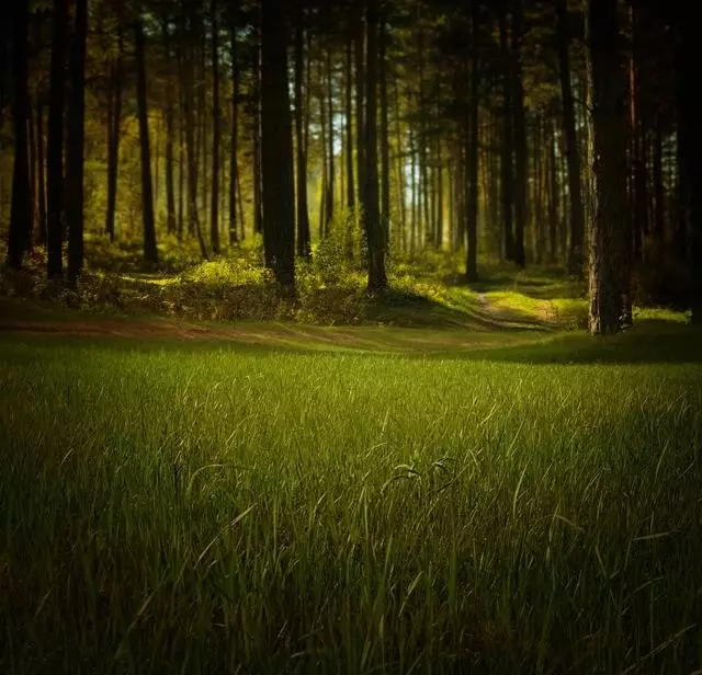 paysage forestier en pleine nature, prairie de pelouse avec les bois au loin
