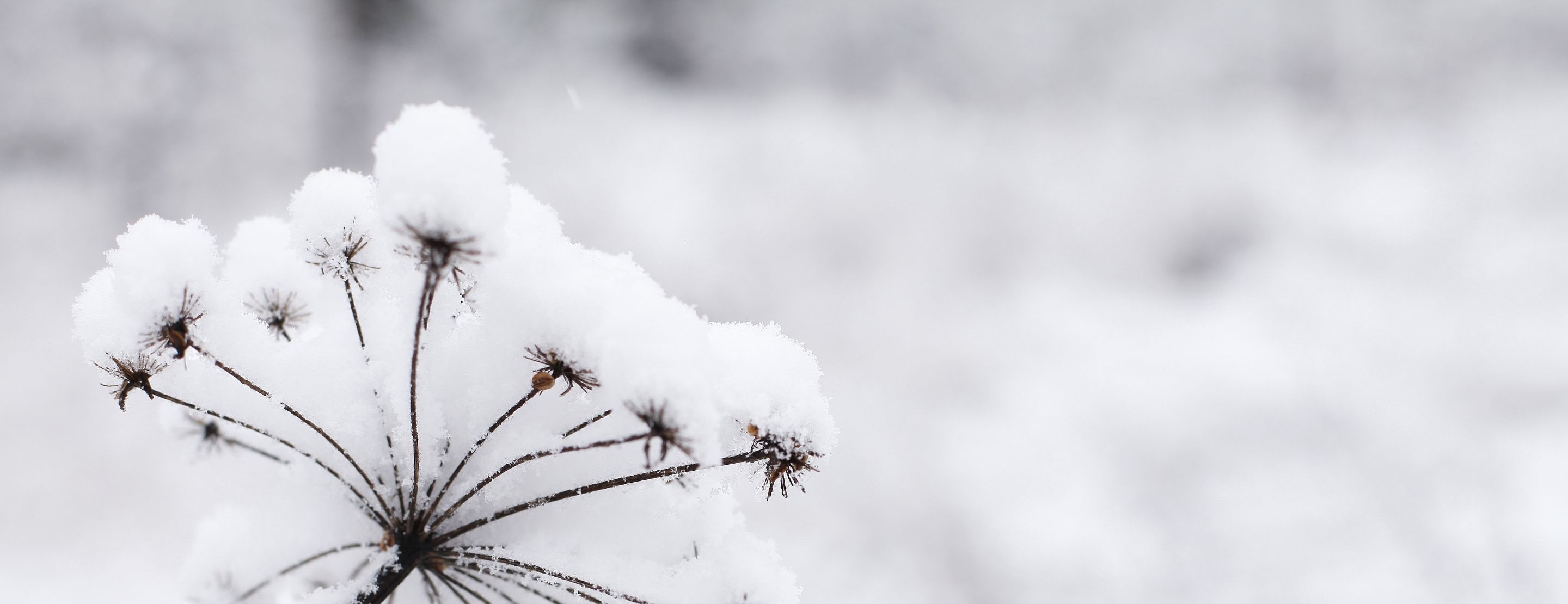 Branche enneigée avec flocons délicats au Refuge Chez La Tante — Megève.