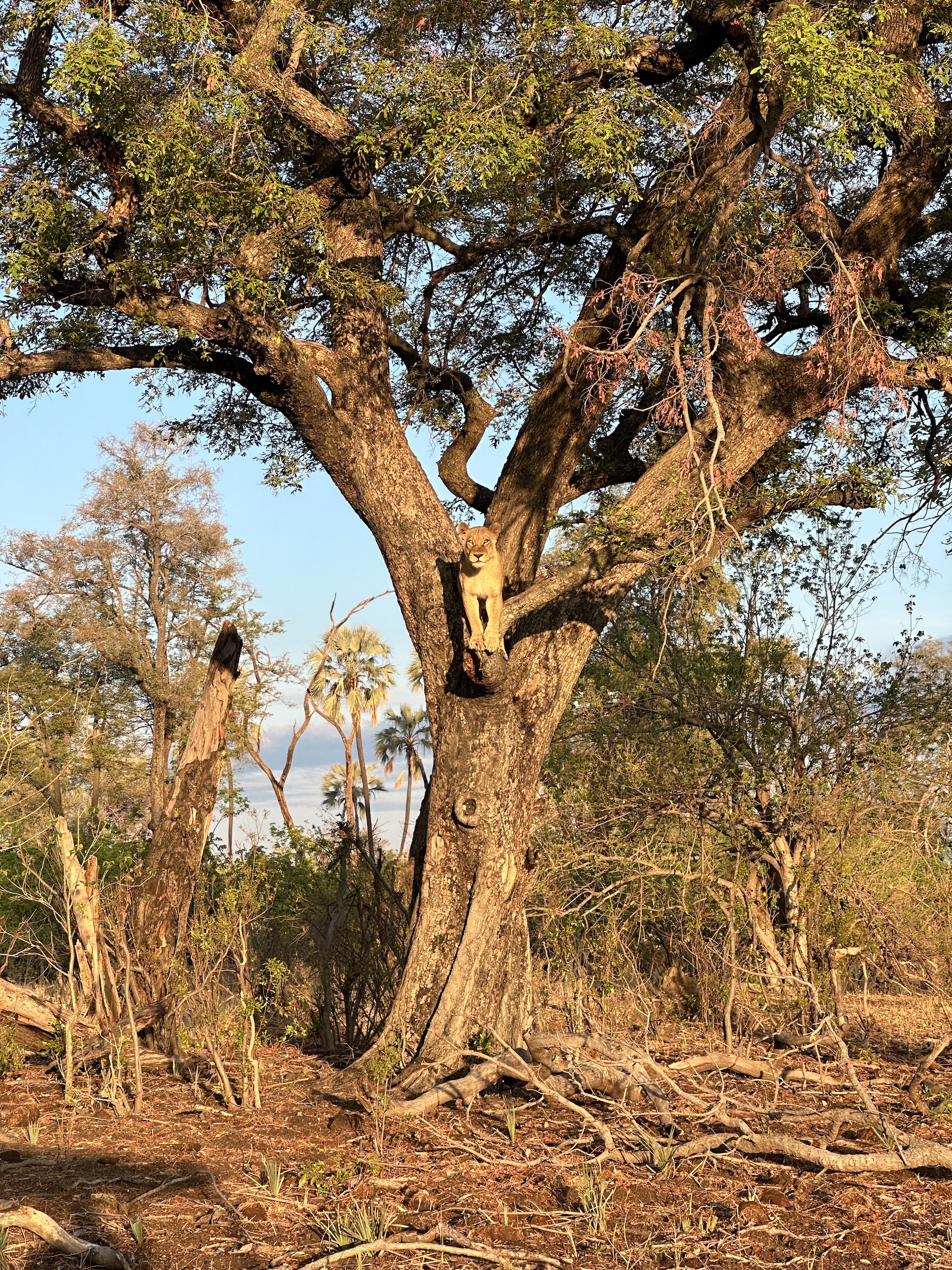 A lioness in a tree