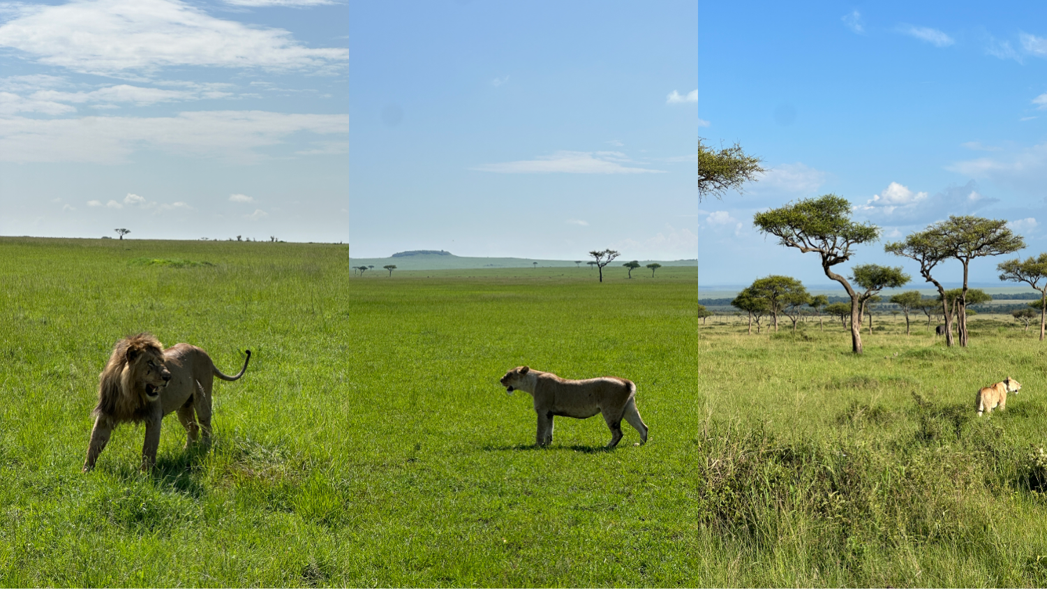 Lions in the plains for the Masai Mara