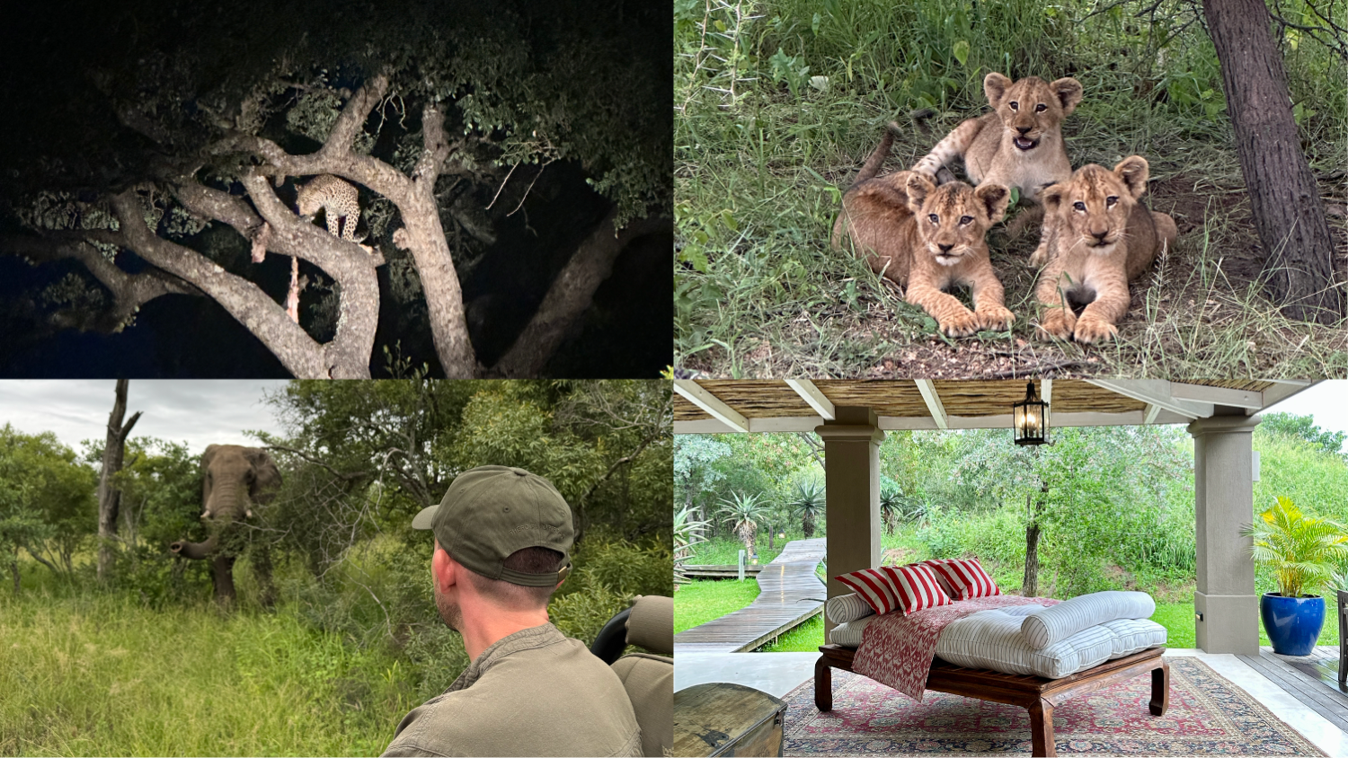 Wildlife sightings of a leopard in a tree, lion cubs, and an elephant