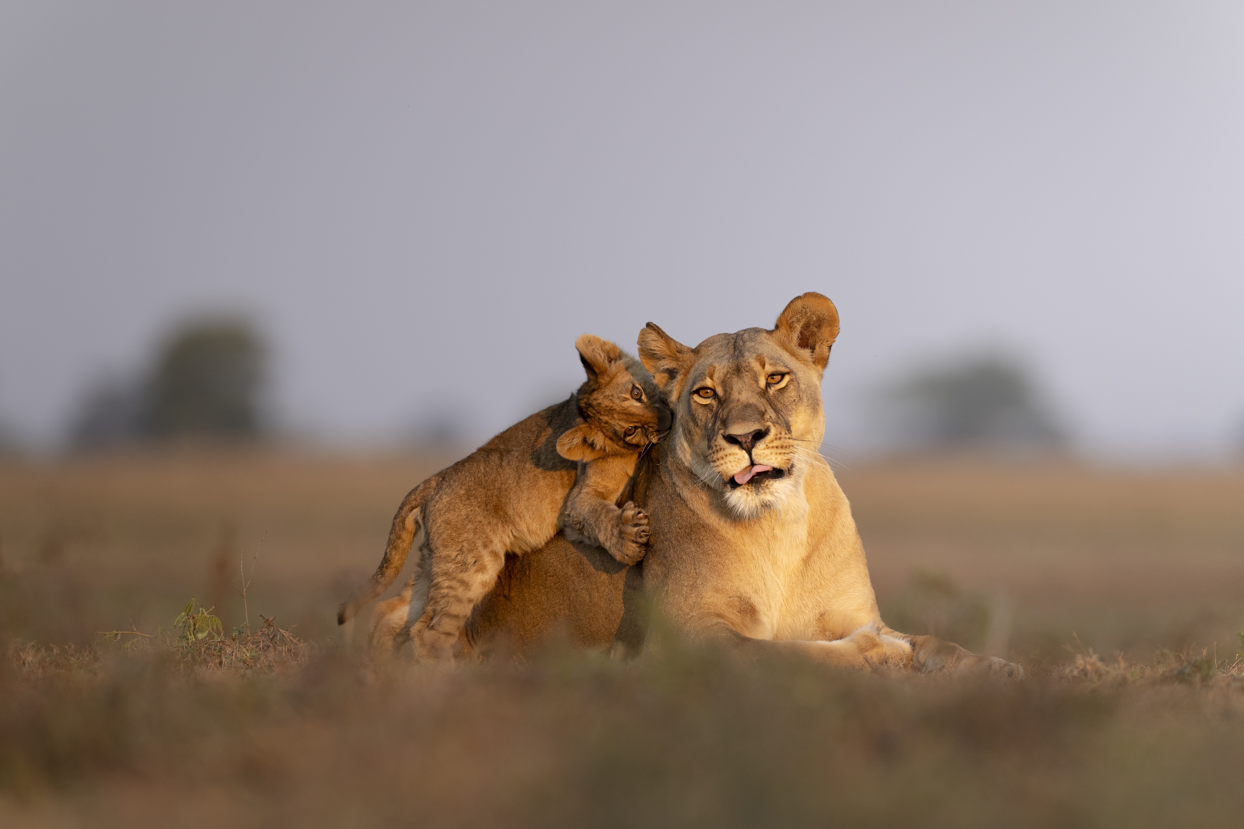 Wildlife