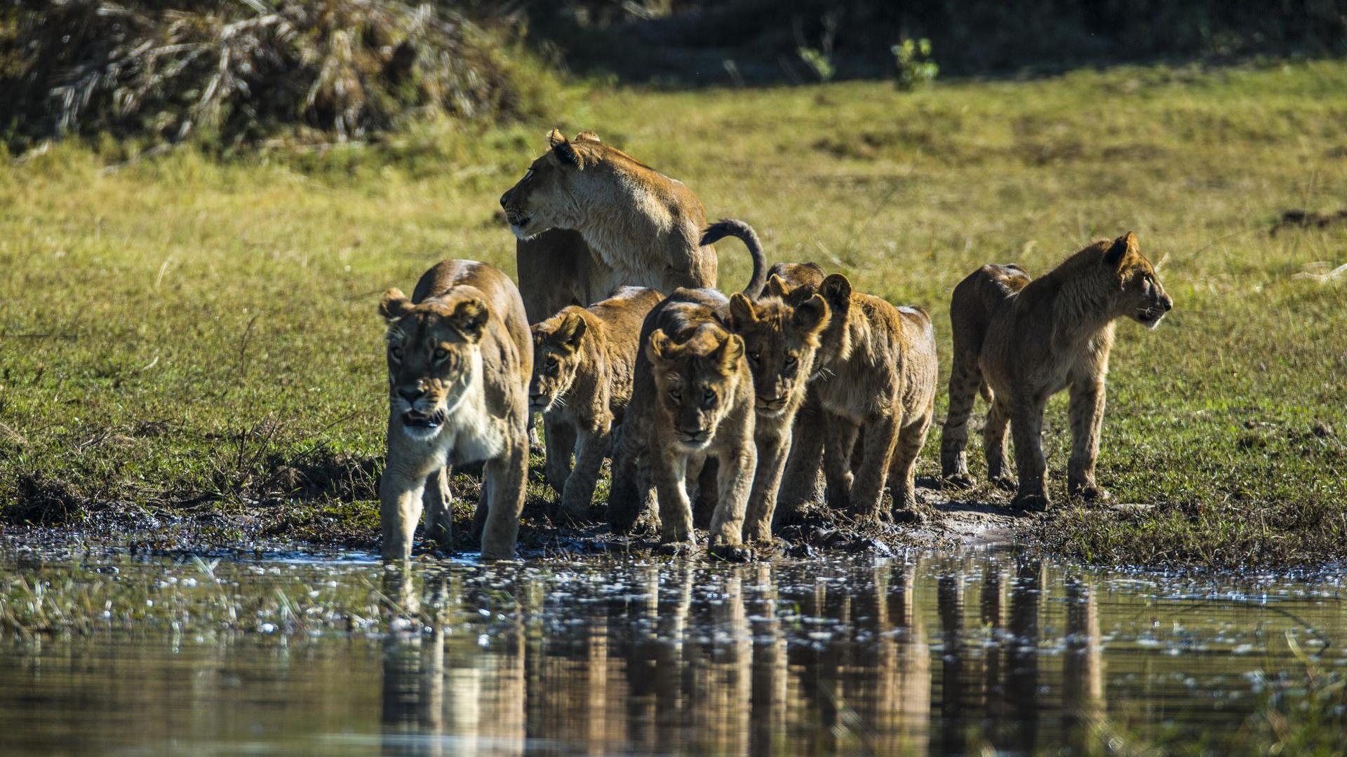 Duba Plains, Botswana