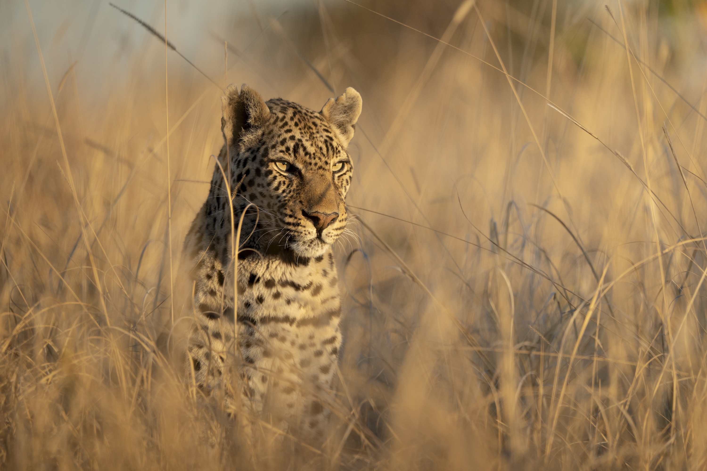 Ila Safari House