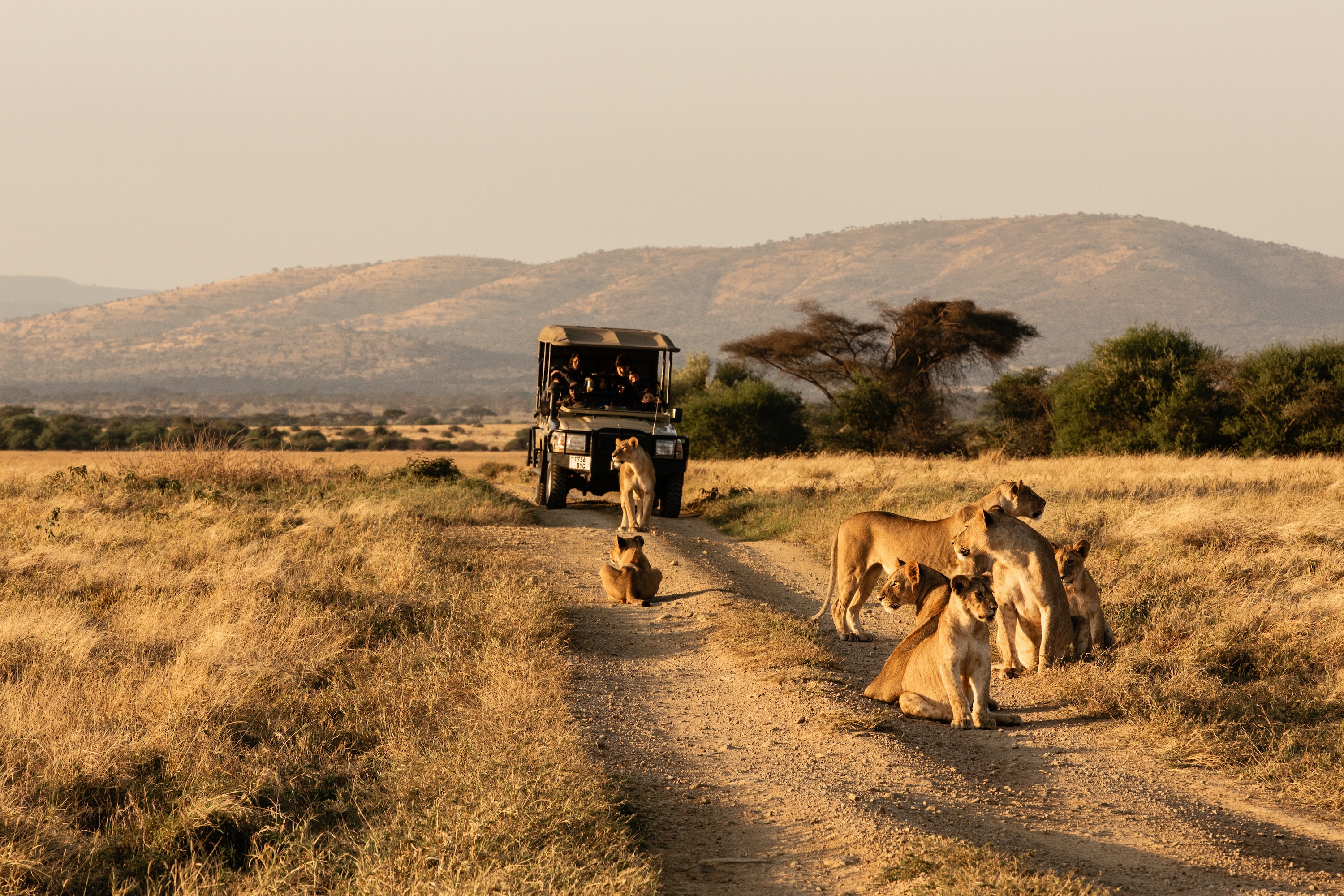 game drive