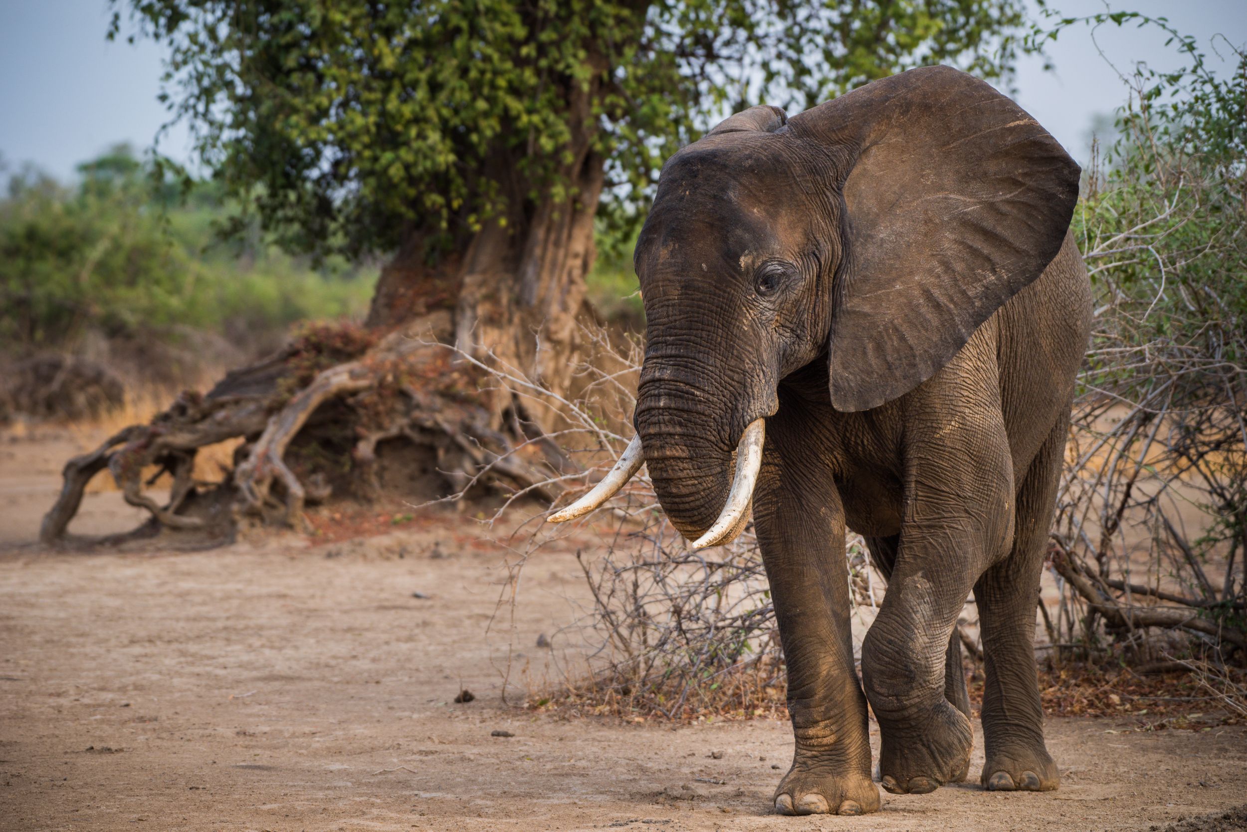 elephants in the wild