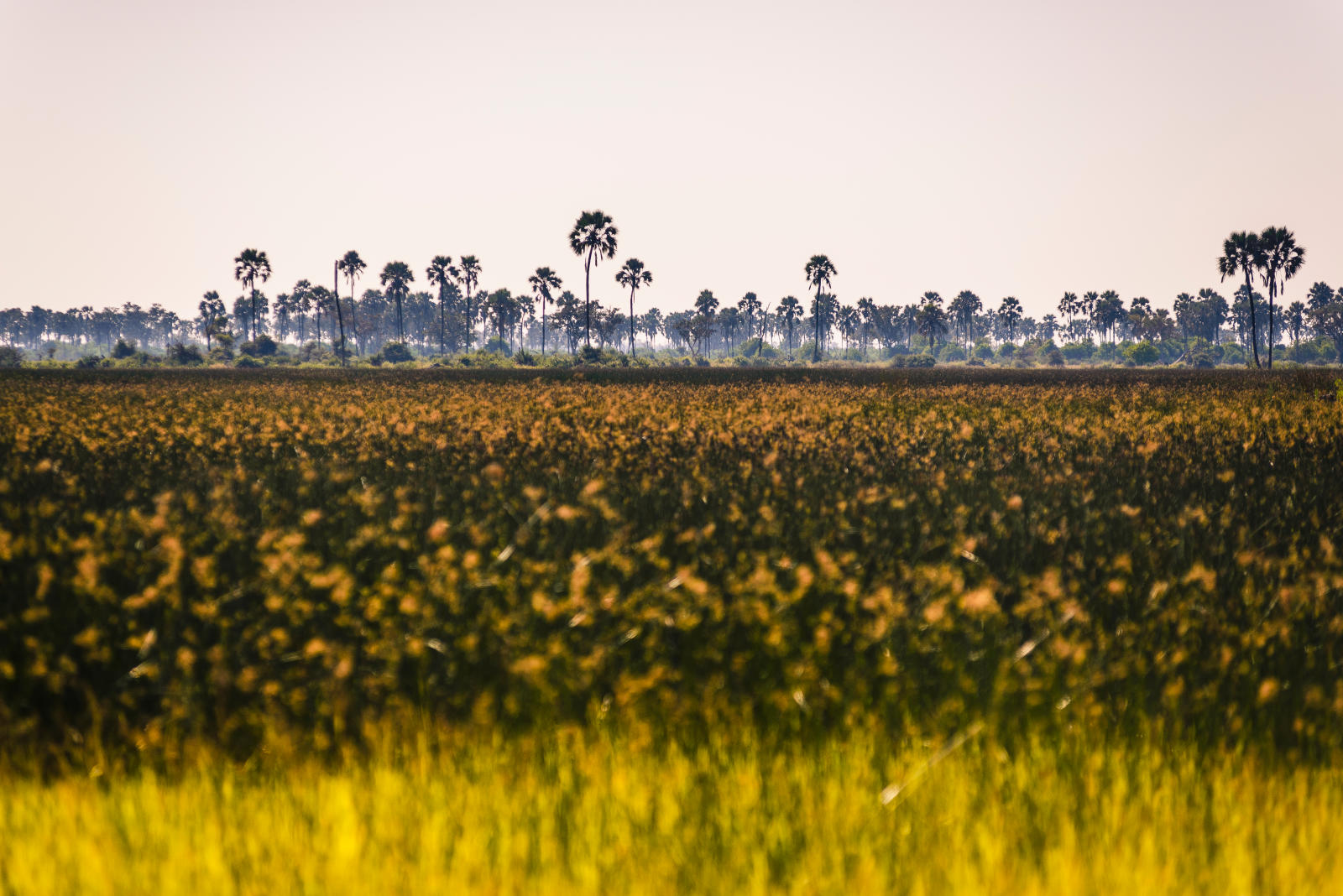 delta view