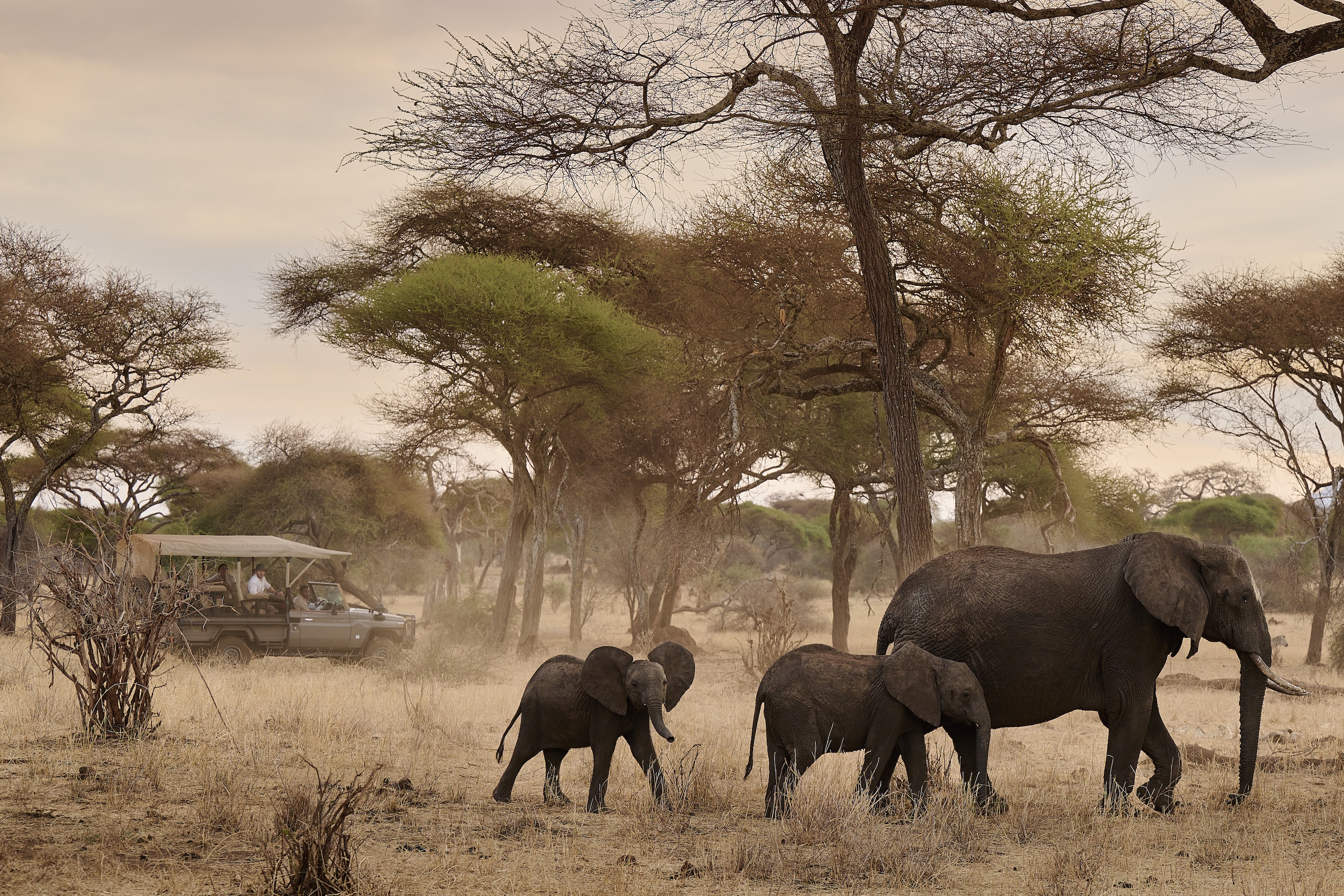 Swala Camp
