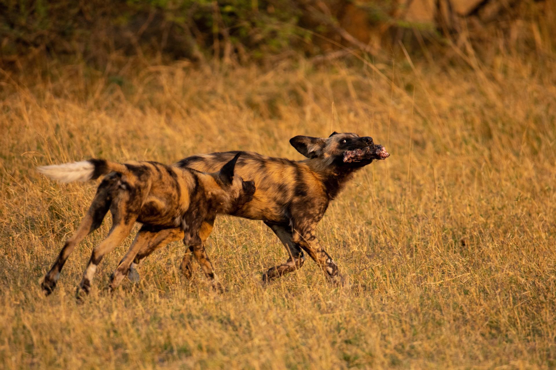 Wilderness Chitabe
