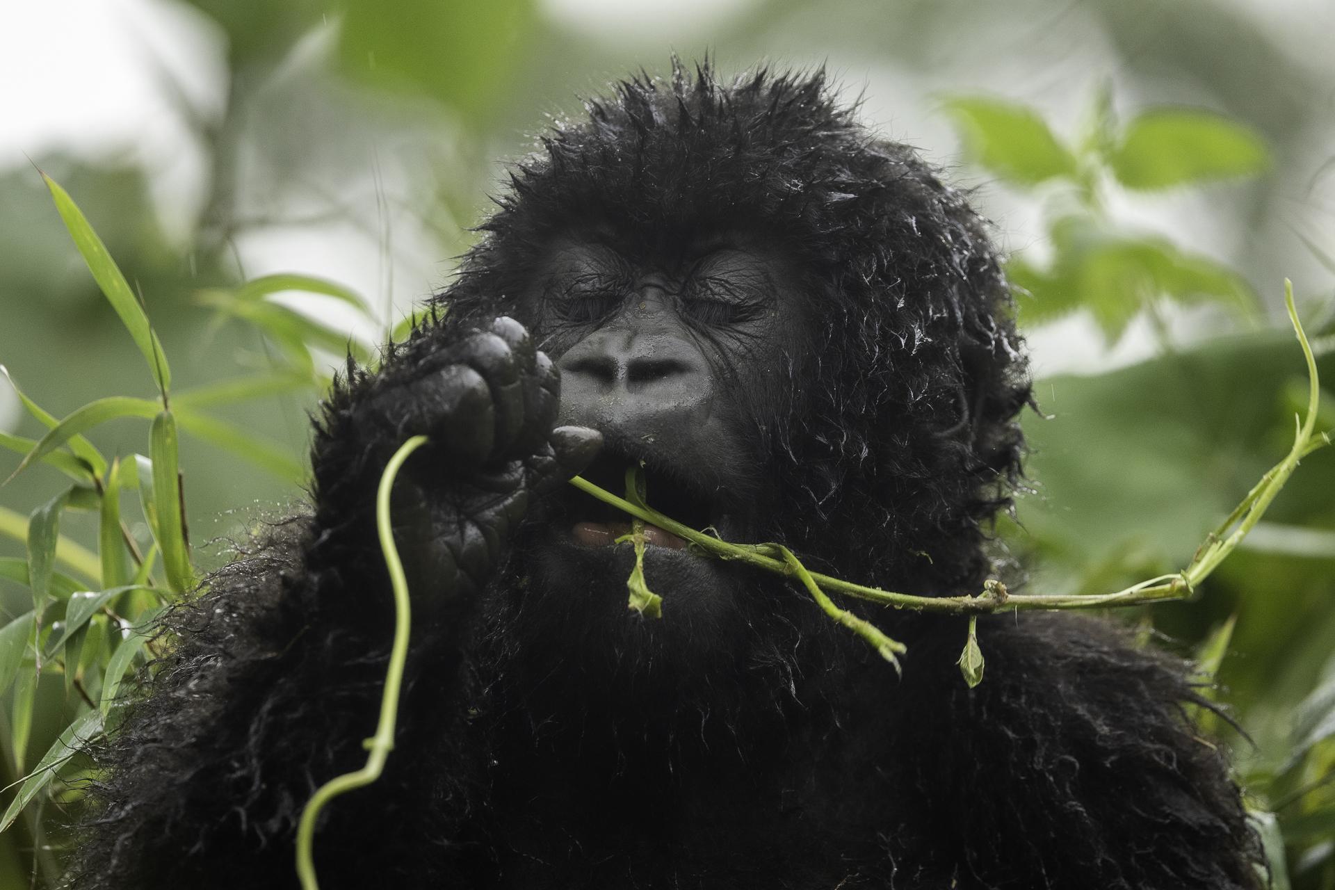 mountain gorilla trekking