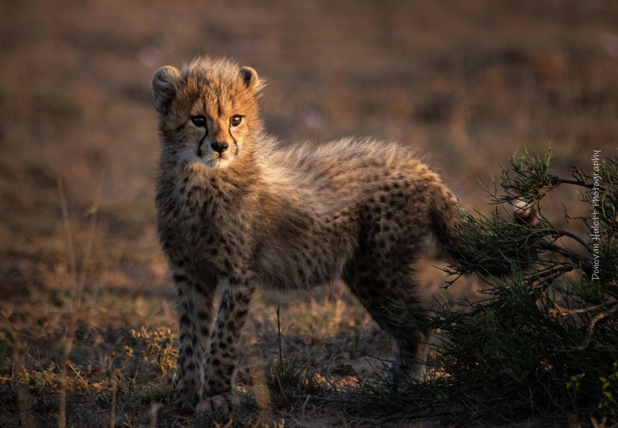 cheetah