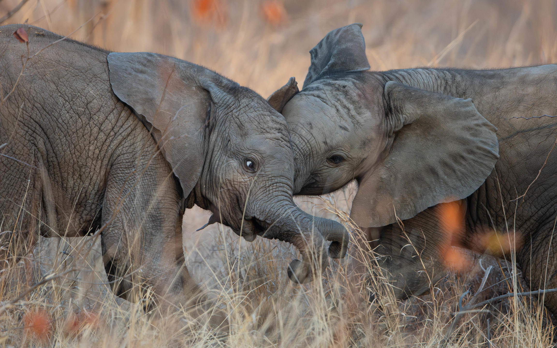 elephants in the wild