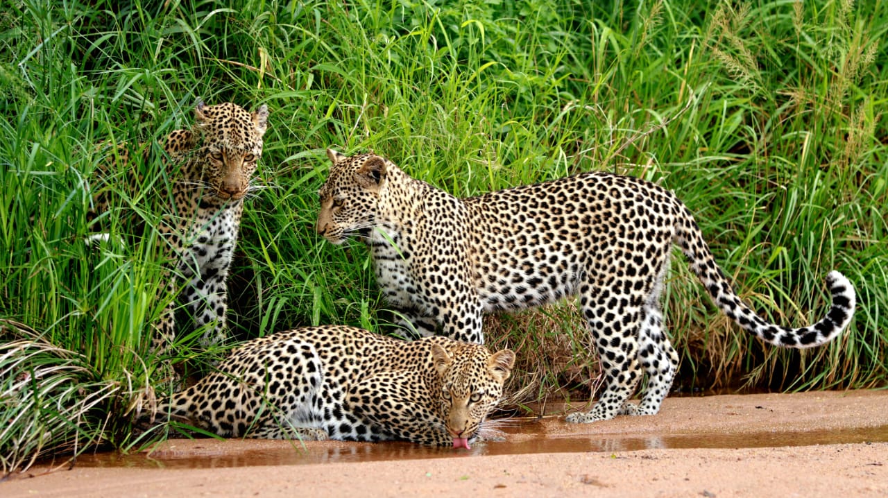 Simbavati River Lodge