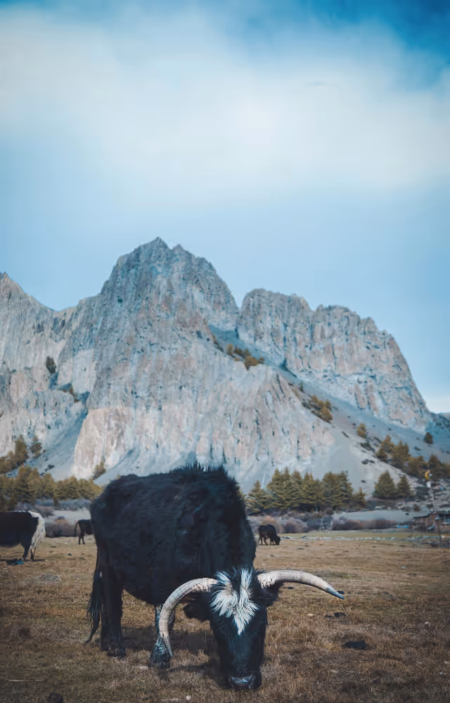 Yak broutant dans une vallée au pied de montagnes.