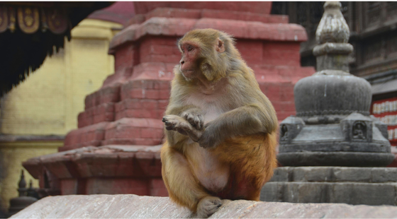 Singe assis sur des marches d’un temple au Népal.