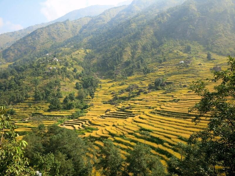 Paysage de rizières en terrasses au Népal.