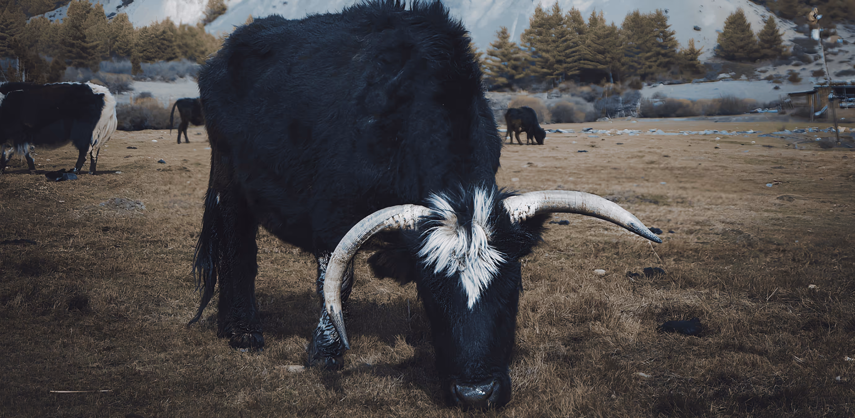 Yak broutant dans une vallée himalayenne.