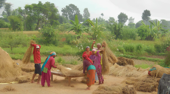 Femmes népalaises récoltant et battant le riz dans les champs, sous un ciel brumeux.
