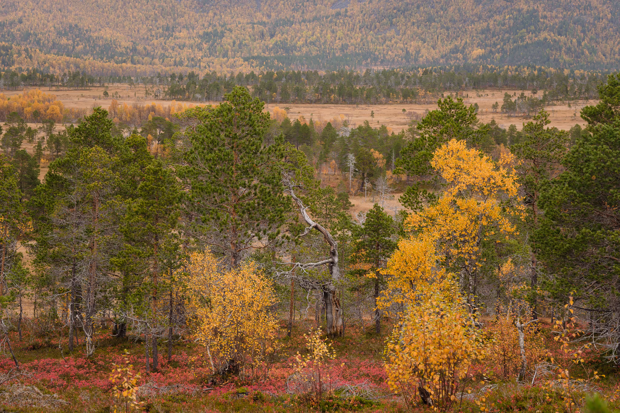 Photo de la végétation et du climat en septembre en Norvège.