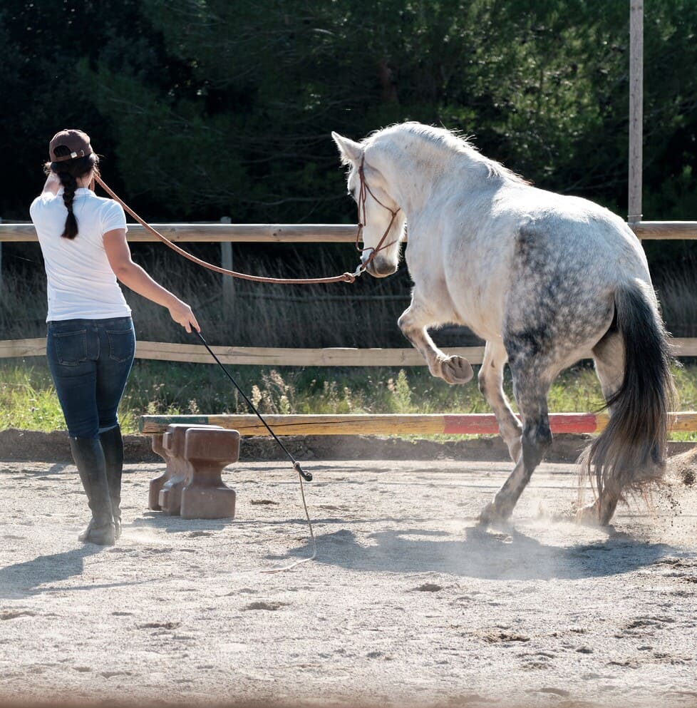 Woman doing Equifeel and Horse jumping an obstacle