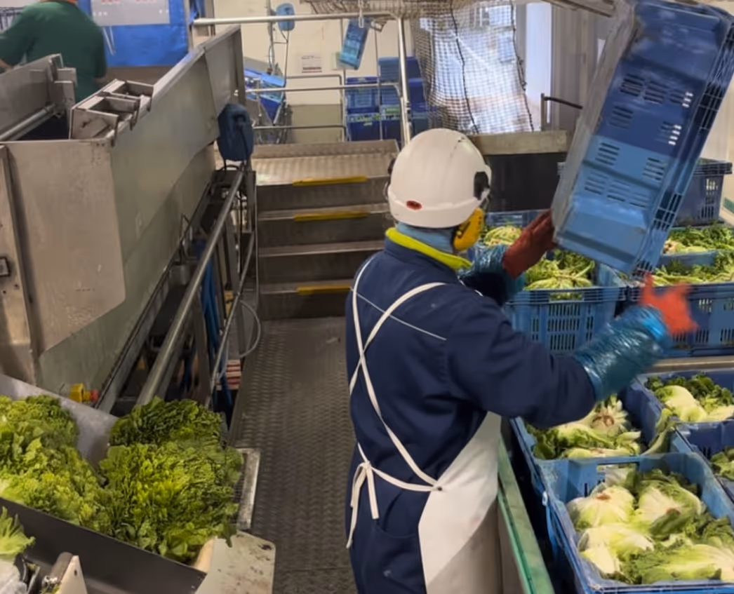 Exosquelette bras en l'air Plum' porté dans une usine de légumes frais