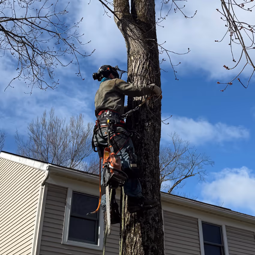 Brush & Tree Removal