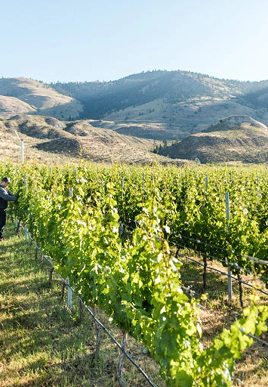 vineyard close up