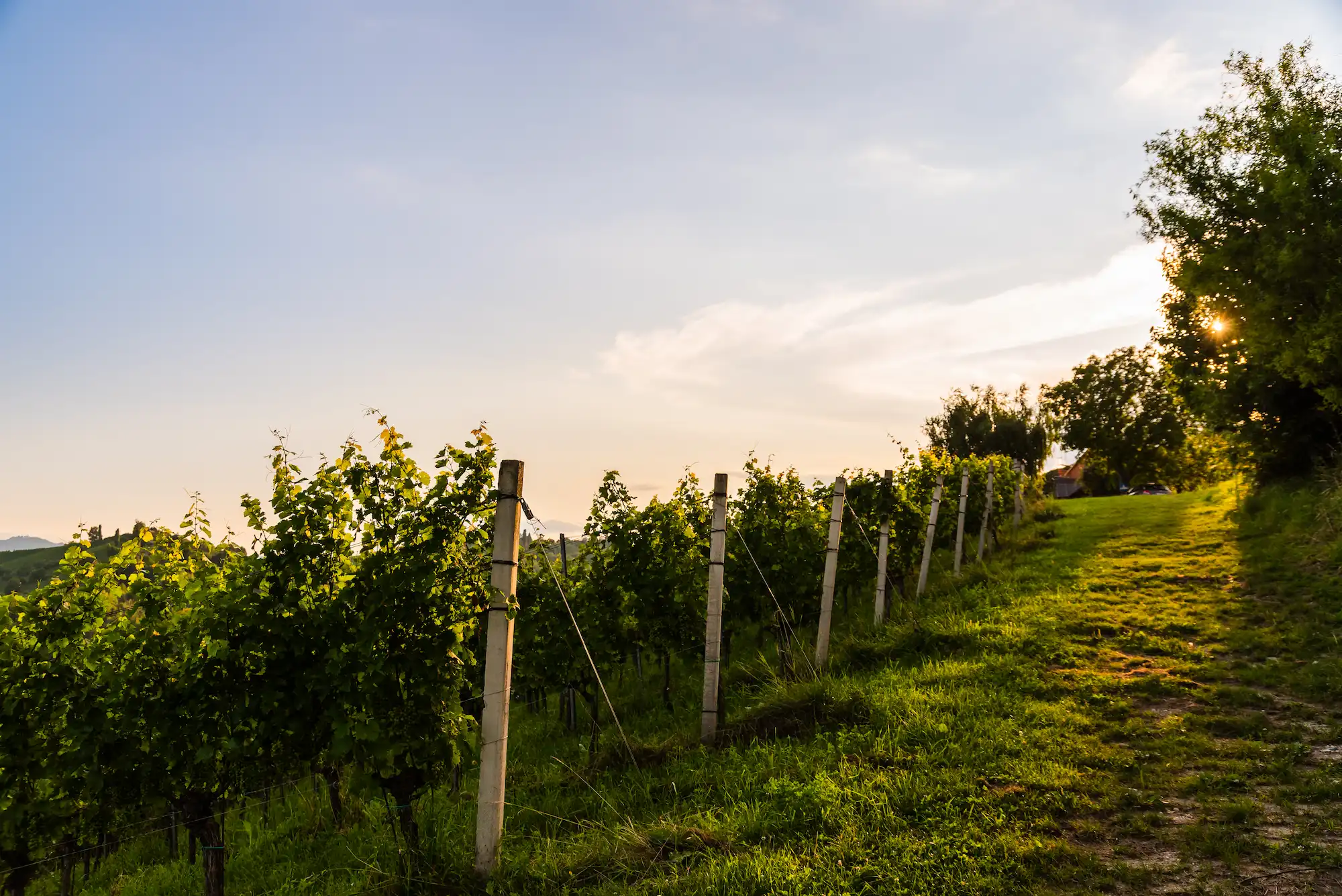 sunny vineyard in shuswap
