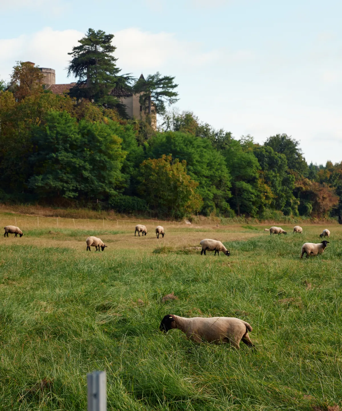 Sheep grazing in a Gascony pasture below a wooded hill and stone estate.