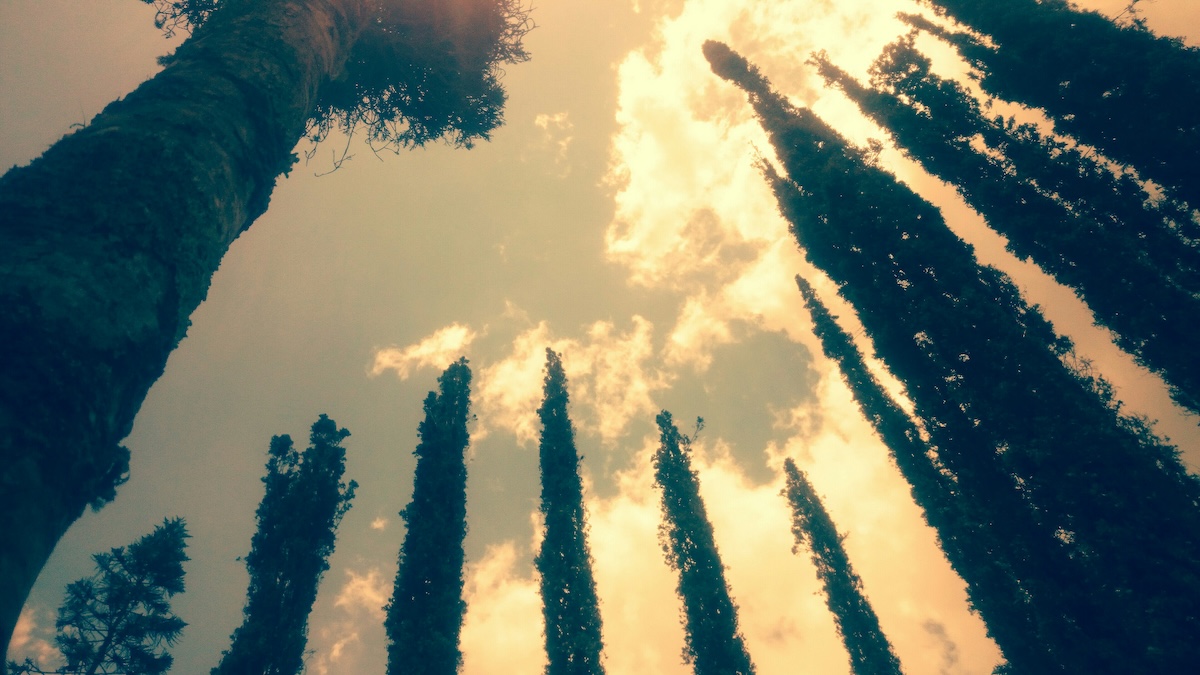 AI Assistant vs. Custom AI Model: What’s the Real Difference?