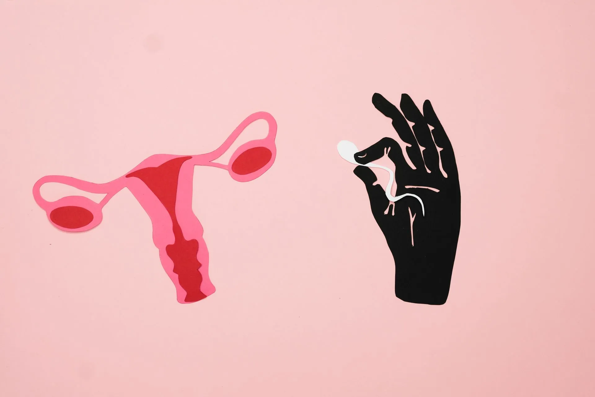 Tipos de óvulos: madurez ovocitaria (MII, MI, VG)