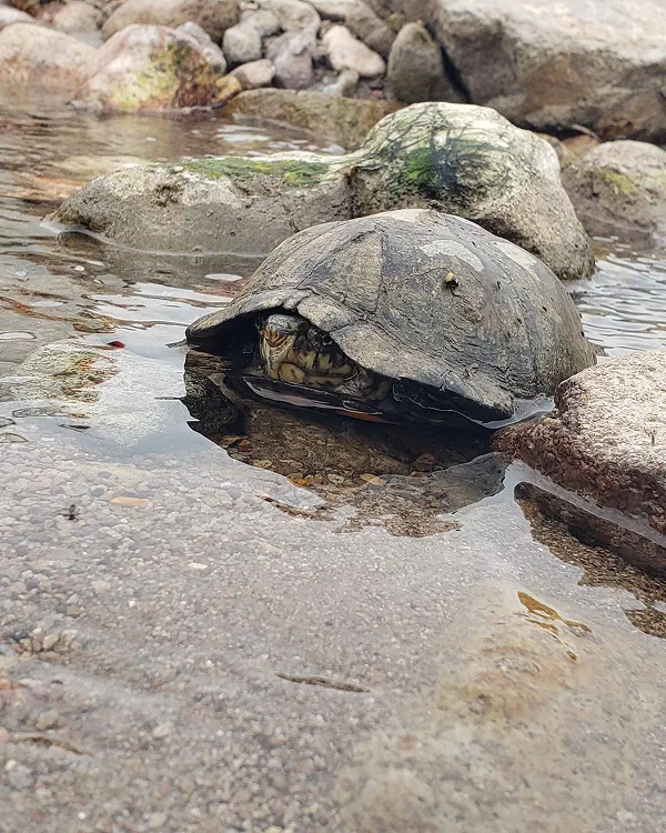 Biodiversity Follows Water
